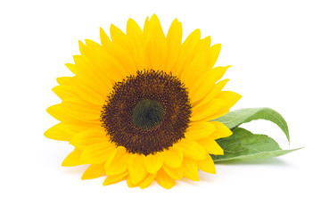 Naklejka premium sunflower isolated on white background