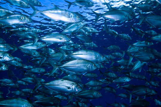 Carangidi