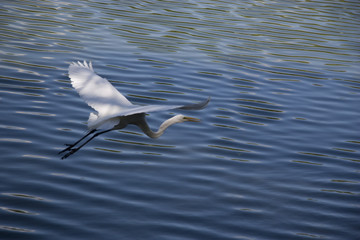White Heron flying over the lagoon of illusions, Tomas Garrido Canabal Park Villahermosa, Tabasco, Mexico.