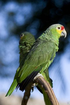 Green parrot, perico, Amazona autumnalis , loro cariamarillo, parakeet, in the wild, Villahermosa, Tabasco, Mexico
