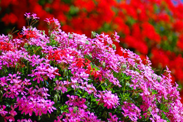 Fiori sul balcone
