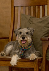 Miniature schnauzer dog laying on a brown rocking chair