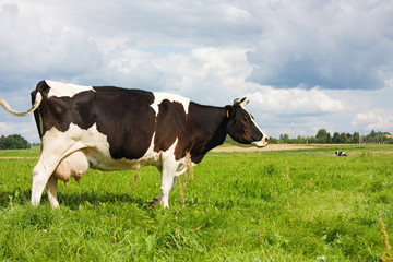 Fototapeta na wymiar cows eat grass on the field