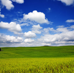 Obraz premium summer landscape