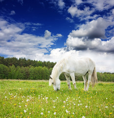Obraz na płótnie Canvas biały koń na łące