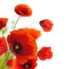 Photo sur Plexiglas Coquelicots design floral, fleurs de décoration, bordure de coquelicots - coin