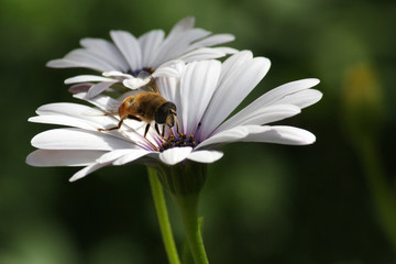 Bee on white daisy