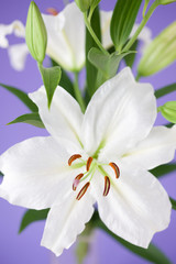 Fototapeta na wymiar Lily flower