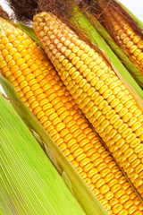 Freshly harvested corn, close up