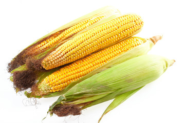 Freshly harvested corn