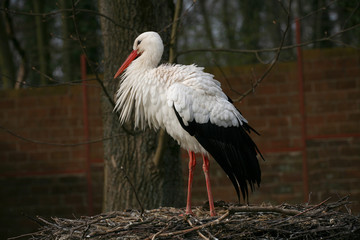 Storch