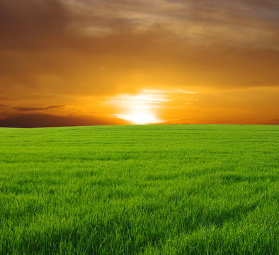 field and sunset