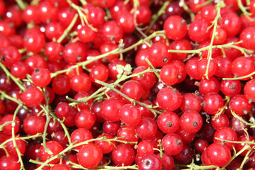 Red currants