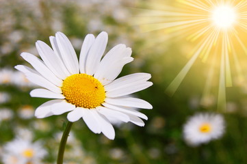 daisy flower on a summer field