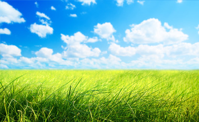 Obraz na płótnie Canvas field of grass (shallow DOF)