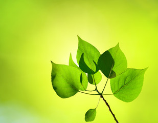 leaves of poplar