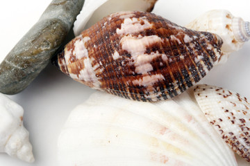 Shells in a man hand.