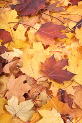 autumunal background