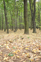 autumunal forest