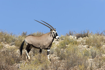 Fototapeta premium Gemsbok