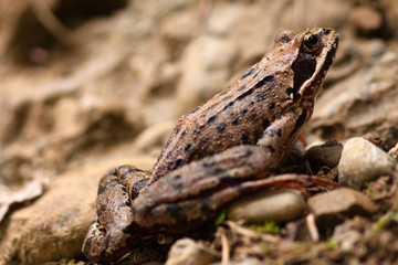 Frog