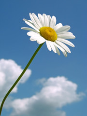 single daisy against blue sky