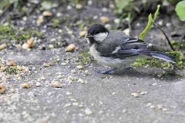 fledged great tit