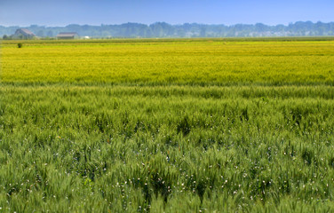 Obraz premium Wheat Fields
