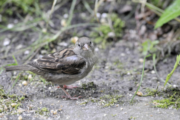 sparrow looking at camera