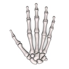 hand bones