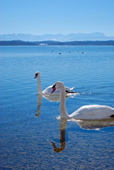 Starnberger See