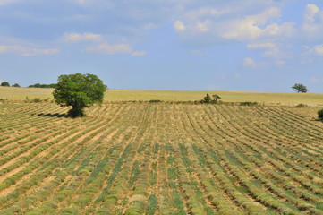 paysage provencal