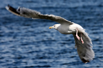 Sea-gull flying over the water