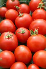 Biologische Tomaten gelegt