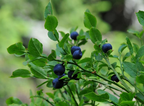 Heidelbeeren in Wald