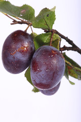 Pflaumen
