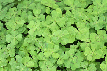green leaves background