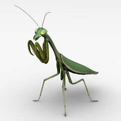 mantis