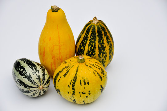 Coloquintes