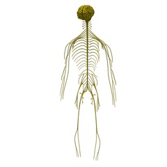 nervous system