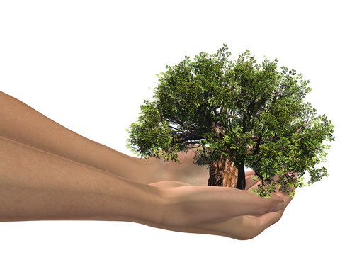 3D hands holding a 3D green baobab tree