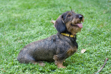 Cane bassotto in addestramento