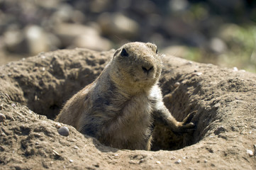 Prairie Dog