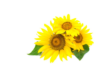 Three bright sunflowers on a white background