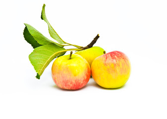 Three beautiful ripe apples with leaves on a white background