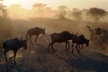 Fototapeta na wymiar dzikie życie w Afryce
