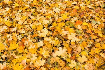 leaves background