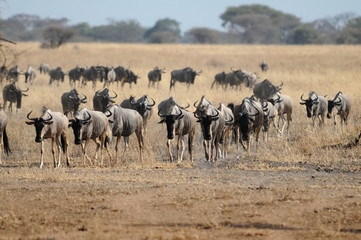 Fototapeta premium wild life in Tanzania