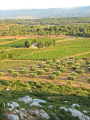 Landscape in Provence - Vineyards and  olive trees