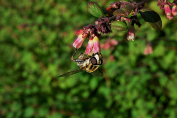 Schwebfliege hängend an einer kleinen Blüte © Otmar Smit